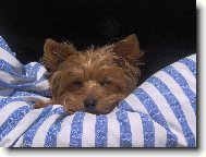 Jork��rsk� terier, Yorkshire Terrier,