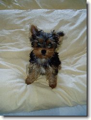 Jork��rsk� terier, Yorkshire Terrier,