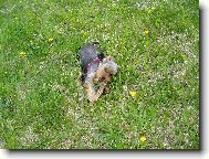 Jork��rsk� terier, Yorkshire Terrier,