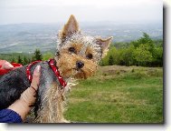 Jork��rsk� terier, Yorkshire Terrier,