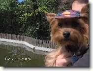 Jork��rsk� terier, Yorkshire Terrier,