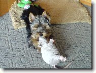 Jork��rsk� terier, Yorkshire Terrier,