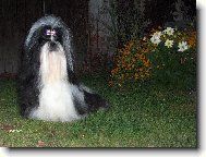 �icu, Shih-Tzu