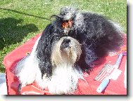 �icu, Shih-Tzu