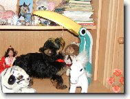 Jork��rsk� terier, Yorkshire Terrier,