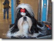�icu, Shih-Tzu