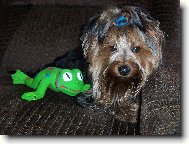 Jork��rsk� terier, Yorkshire Terrier,