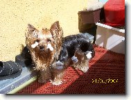 Jork��rsk� terier, Yorkshire Terrier,