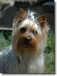 Australian Silky Terrier