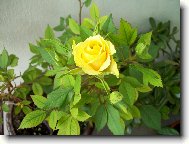 �lut� r��e