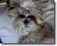 �icu, Shih-Tzu