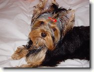 Jork��rsk� terier, Yorkshire Terrier,