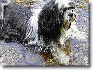 �icu, Shih-Tzu