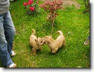 Norwich Terrier