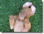 R�vidsz�r� Magyar Vizsla, Hungarian Short-haired Pointing Dog