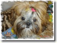 �icu, Shih-Tzu