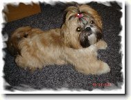 �icu, Shih-Tzu