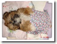 �icu, Shih-Tzu