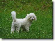 Bichon � poil fris�, Bichon Frise