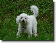 Bichon � poil fris�, Bichon Frise