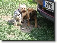 Jork��rsk� terier, Yorkshire Terrier,
