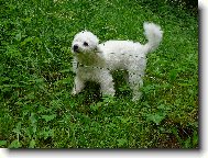 Bichon � poil fris�, Bichon Frise