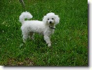 Bichon � poil fris�, Bichon Frise