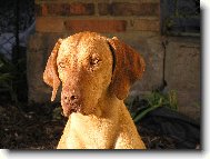 R�vidsz�r� Magyar Vizsla, Hungarian Short-haired Pointing Dog