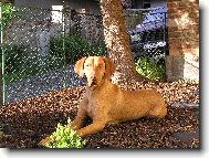 R�vidsz�r� Magyar Vizsla, Hungarian Short-haired Pointing Dog