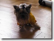 Jork��rsk� terier, Yorkshire Terrier,