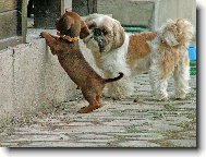 �icu, Shih-Tzu