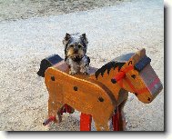 Jork��rsk� terier, Yorkshire Terrier,