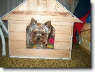 Jork��rsk� terier, Yorkshire Terrier,