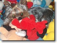 Jork��rsk� terier, Yorkshire Terrier,