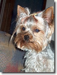 Jork��rsk� terier, Yorkshire Terrier,