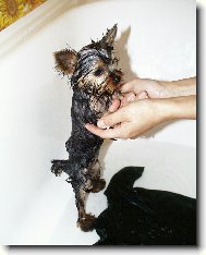Jork��rsk� terier, Yorkshire Terrier,