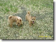 Norwich Terrier