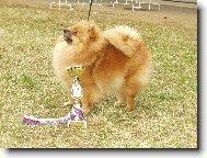 Deutscher spitz - Kleinspitz, German Spitz � Miniature Spitz