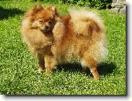 Deutscher spitz - Kleinspitz, German Spitz � Miniature Spitz