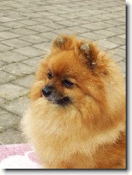 Deutscher spitz - Kleinspitz, German Spitz � Miniature Spitz