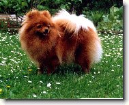 Deutscher spitz - Kleinspitz, German Spitz � Miniature Spitz
