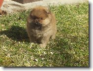 Deutscher spitz - Kleinspitz, German Spitz � Miniature Spitz