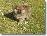 Deutscher spitz - Kleinspitz, German Spitz � Miniature Spitz