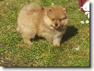 Deutscher spitz - Kleinspitz, German Spitz � Miniature Spitz