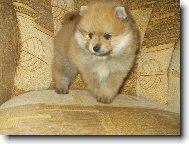 Deutscher spitz - Kleinspitz, German Spitz � Miniature Spitz