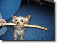 Jork��rsk� terier, Yorkshire Terrier,