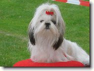 �icu, Shih-Tzu