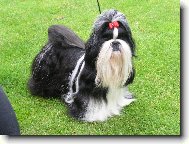 �icu, Shih-Tzu