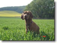 R�vidsz�r� Magyar Vizsla, Hungarian Short-haired Pointing Dog