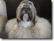 �icu, Shih-Tzu